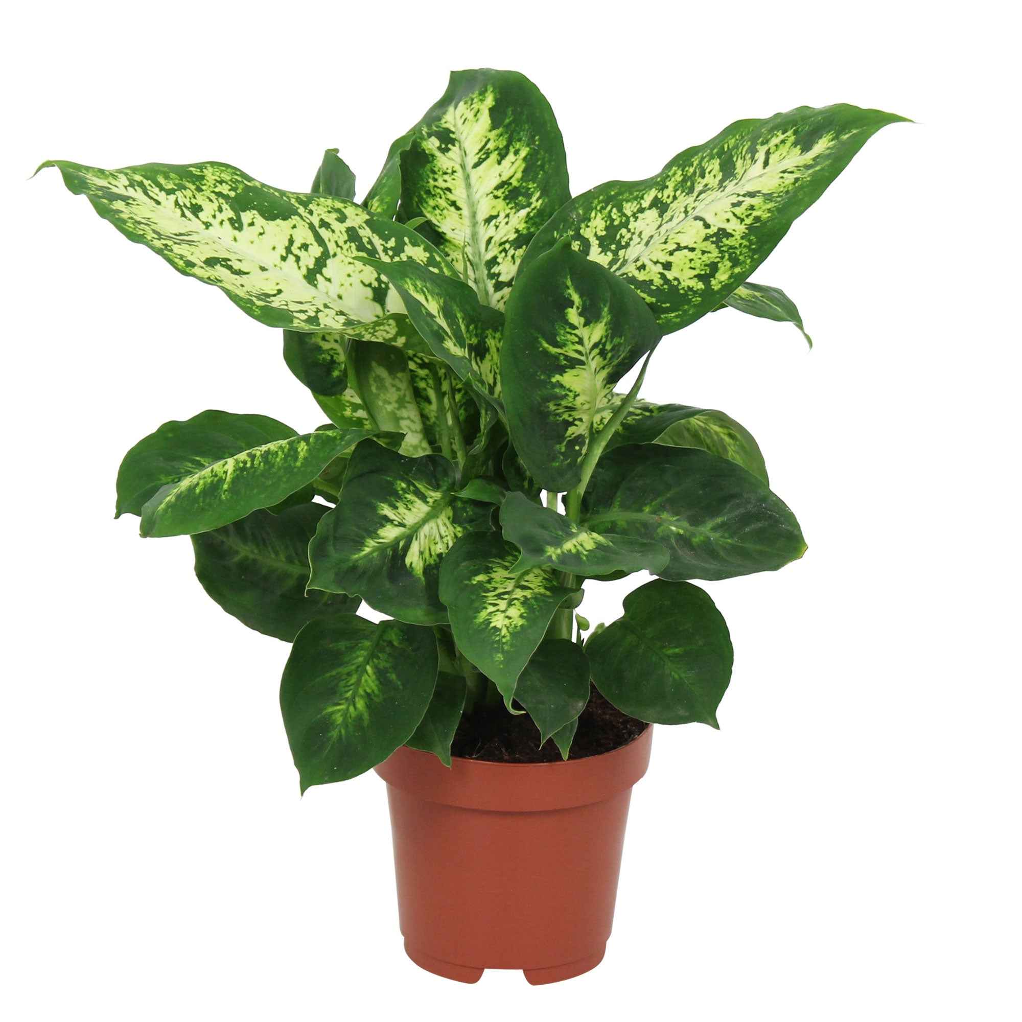 Bakker Plantes d'intérieur Dieffenbachia Compacta pot 12 cm