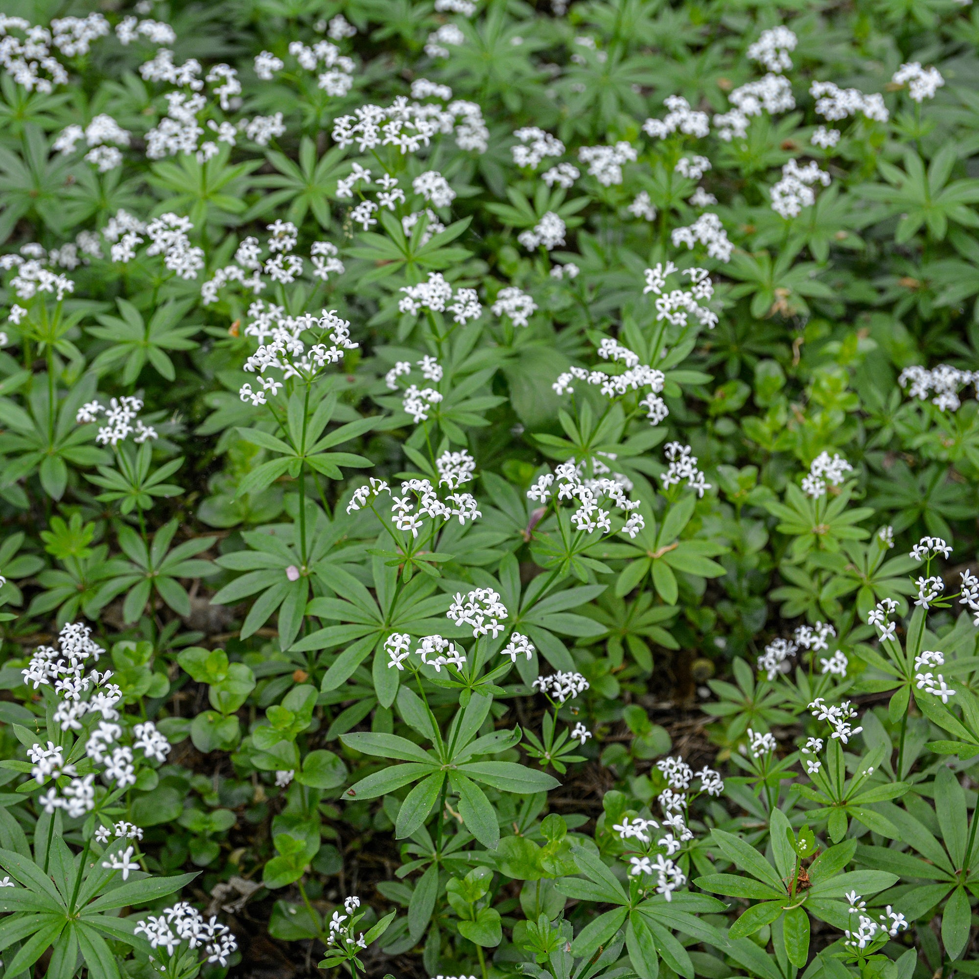 Bakker Aspérule odorante Petit Muguet couvre-sol pot Ø 9cm