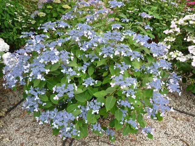 Les Hortensias du Haut Bois Hime gaku hortensia serrata plates