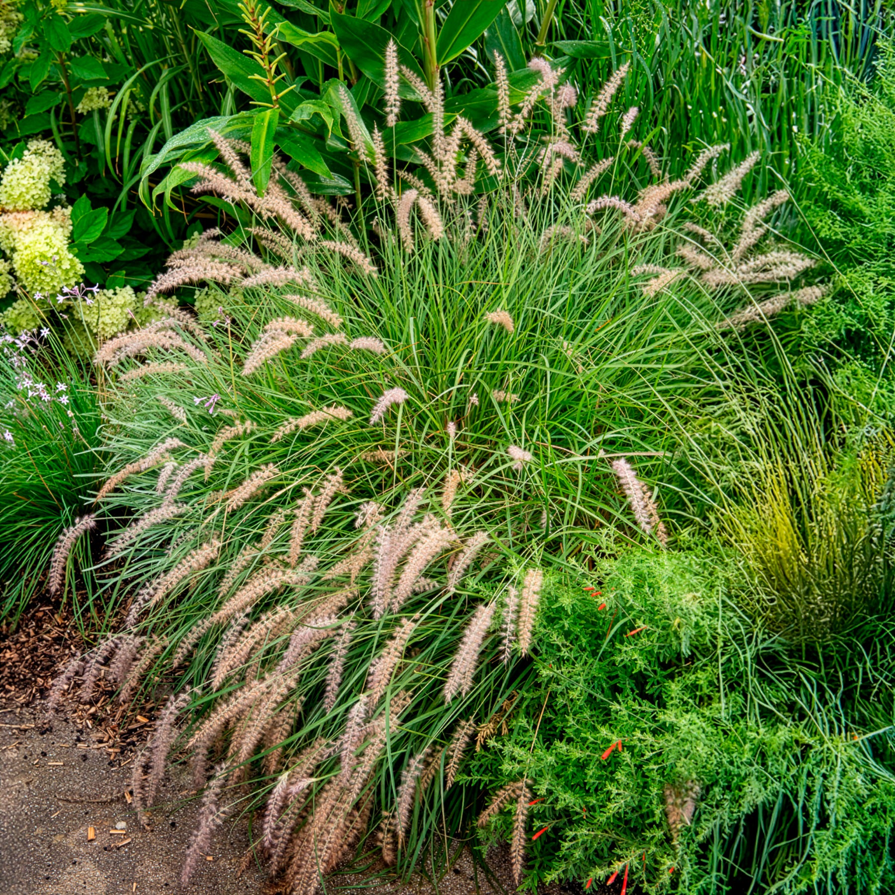 Bakker Plantes d'extérieur Gelbstiel herbe pot 9cm blanche