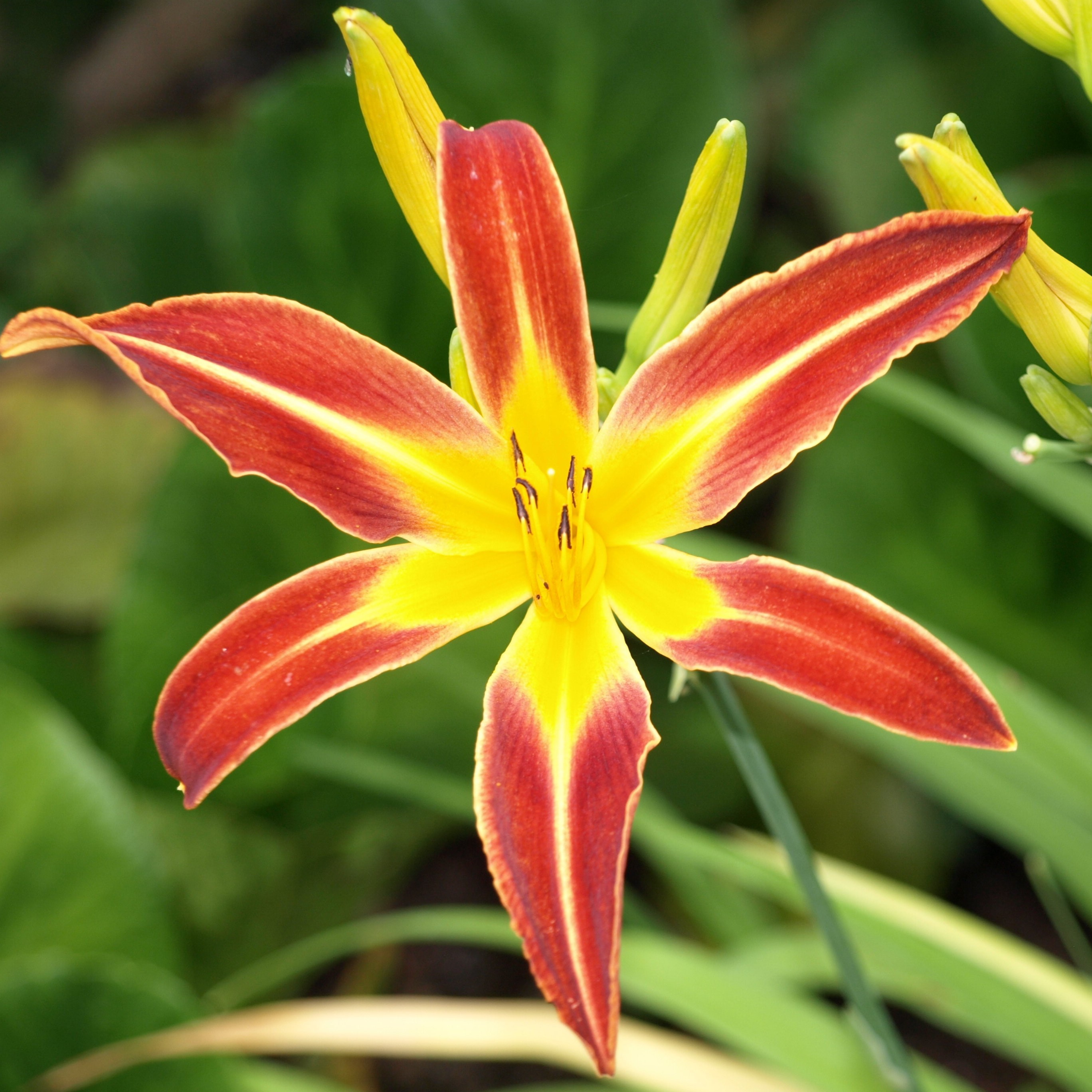 Hemerocallis Marse Connel hémérocalle pot 1 litre rouge vif