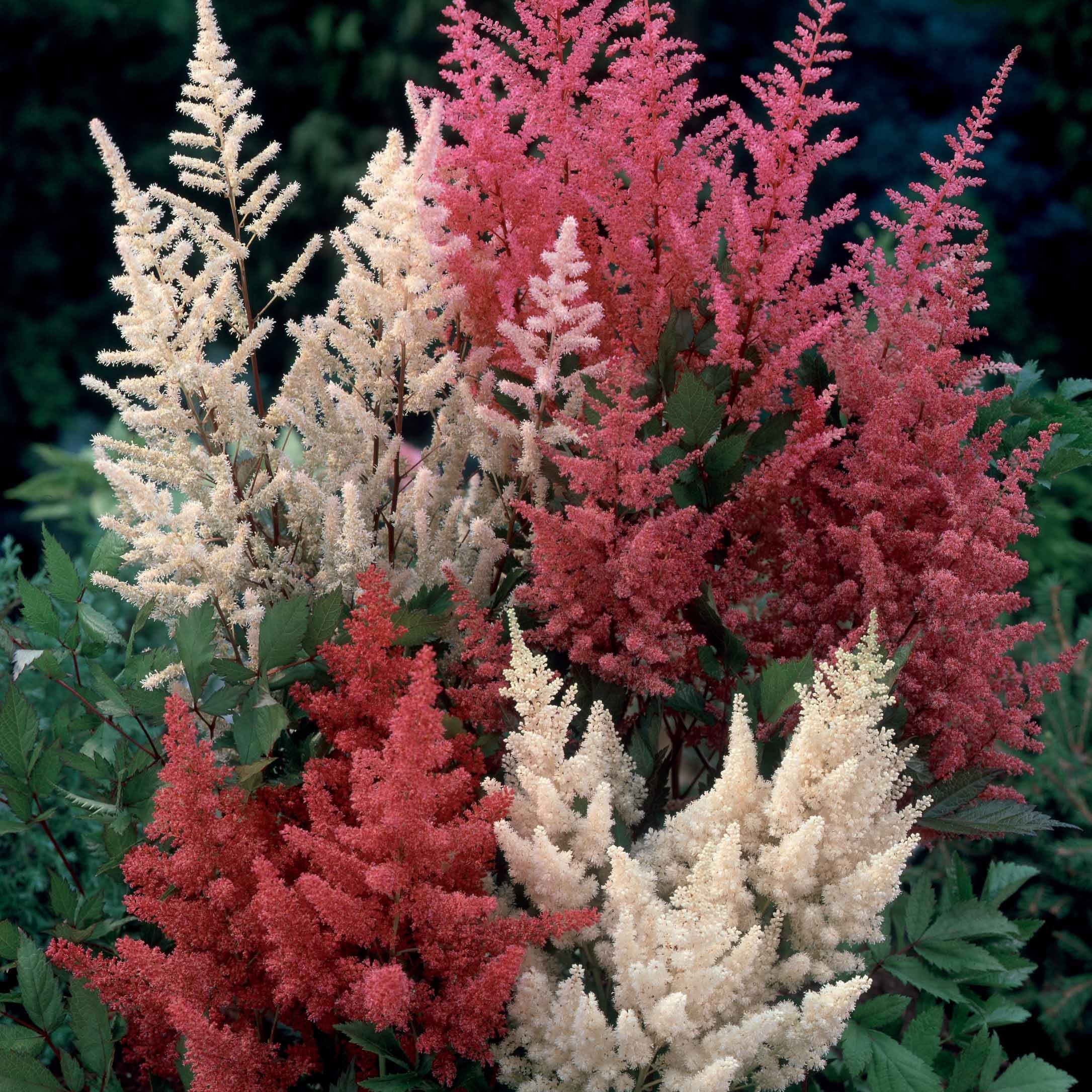 Bakker Astilbes mélange vivace 4 racines nues ombre humide