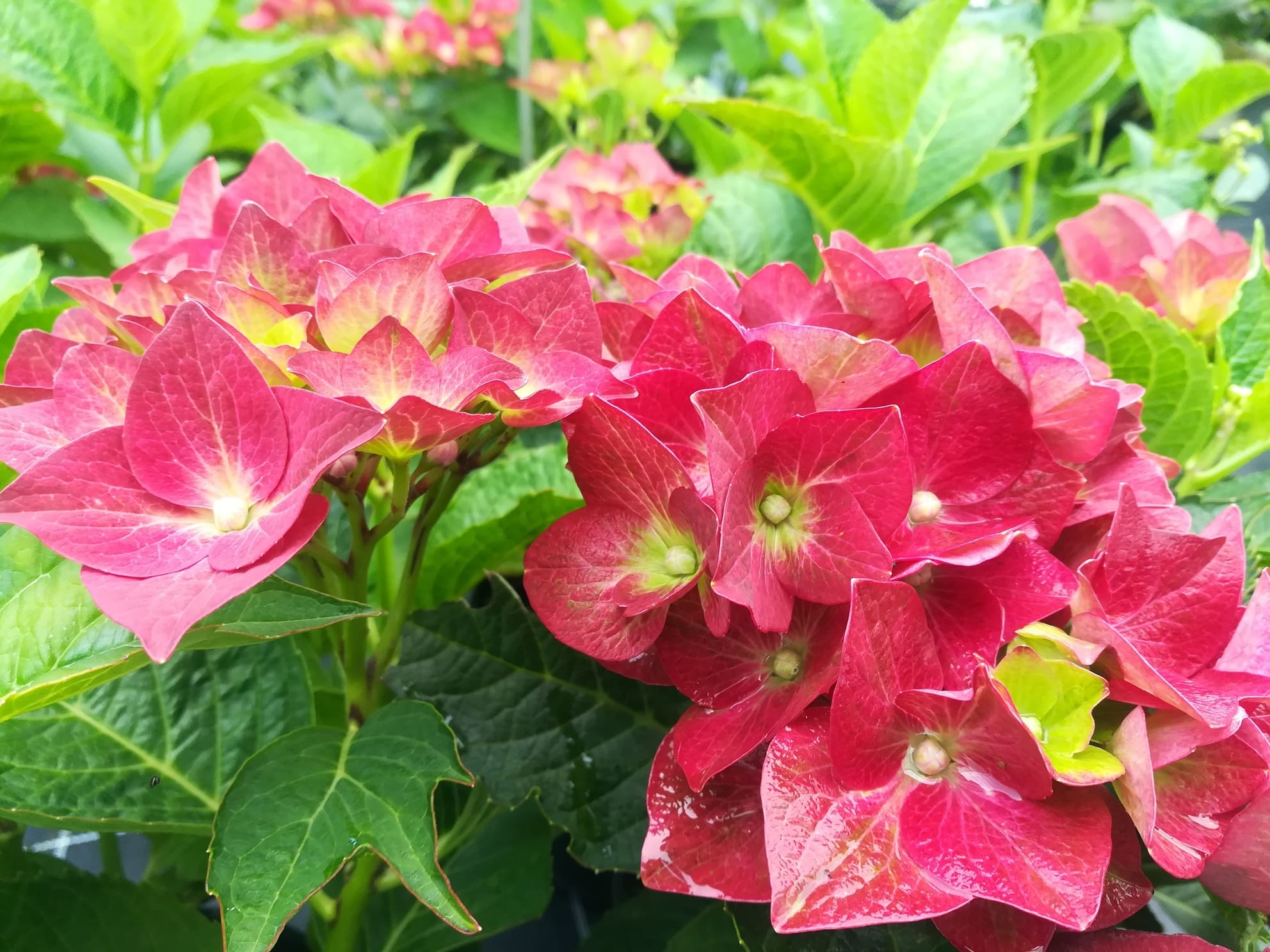 Les Hortensias du Haut Bois Green Shadow hortensia boule