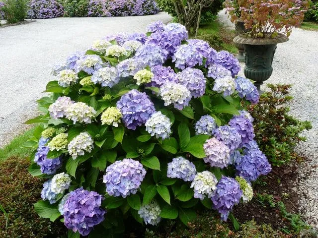 Les Hortensias du Haut Bois Souvenir de Mme Chautard hortensia rond rose