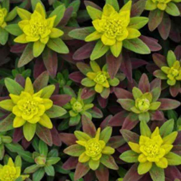 Bakker Euphorbe polychrome Purpurea plante vivace pot Ø 9cm