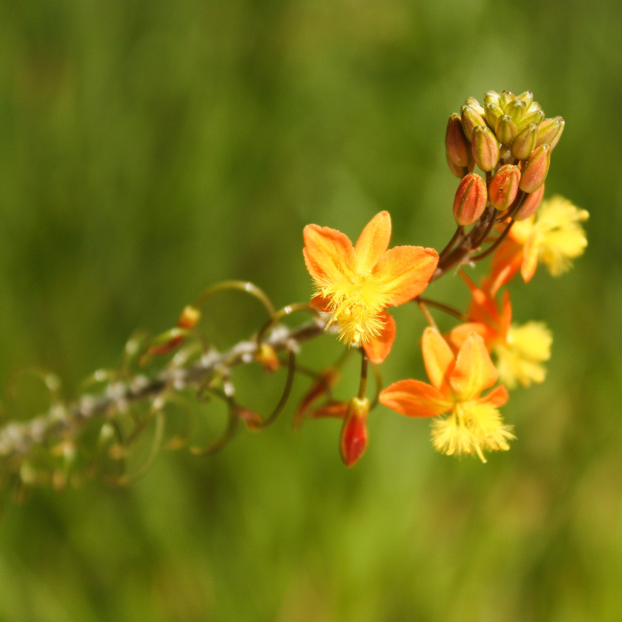 Bakker Plantes vivaces Bulbine Avera Sunset Orange pot 8cm