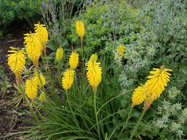 Pépinières Ripoche Kniphofia Poco Yellow vivace épi jaune