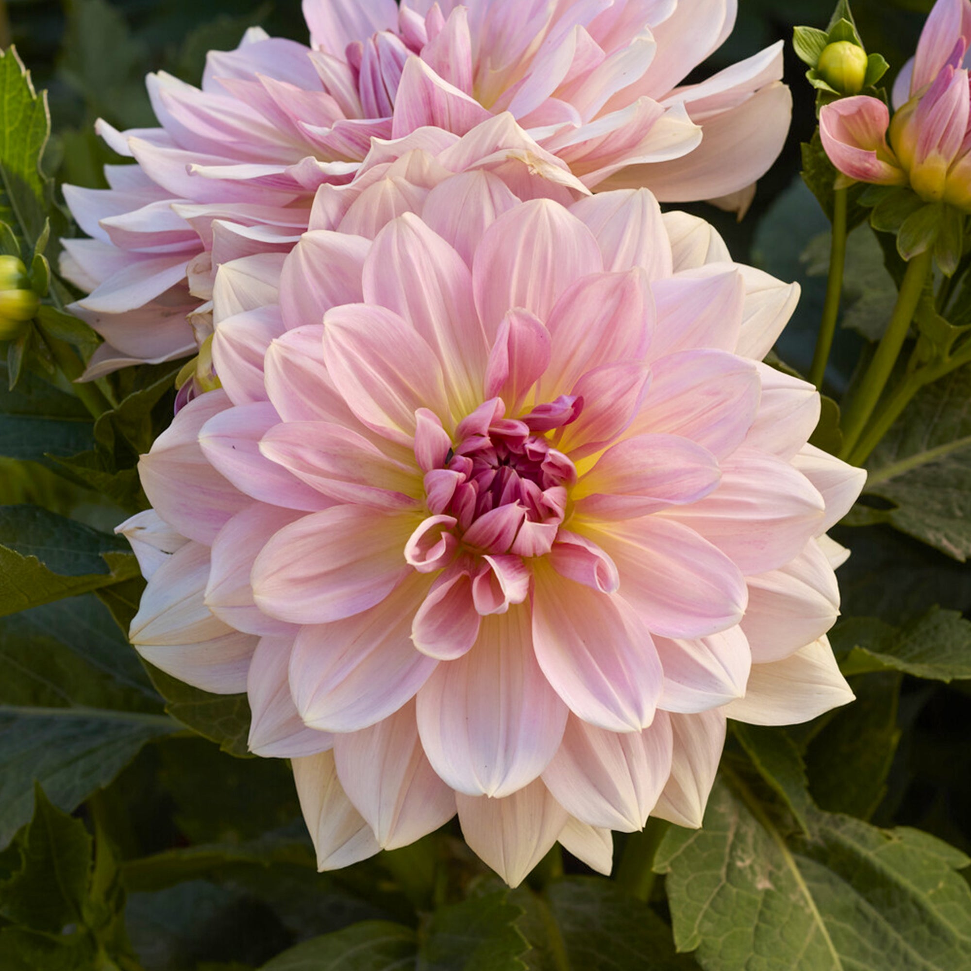 Bakker Dahlia géant Fairway Pilot rose 1 bulbe calibre I