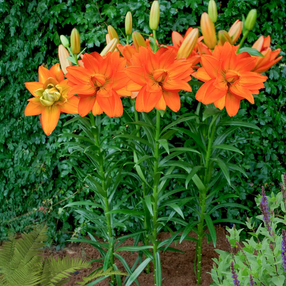 Bakker Lis Hulk 3 bulbes orange parfumé 90cm