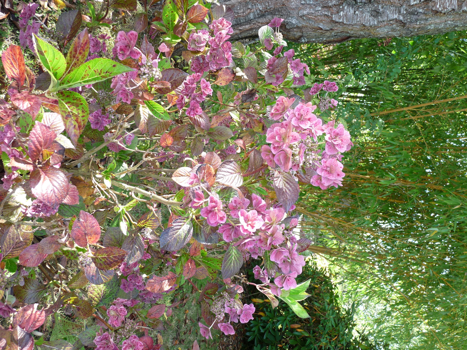Les Hortensias du Haut Bois Mikawa Yae hortensia fleurs plates godet