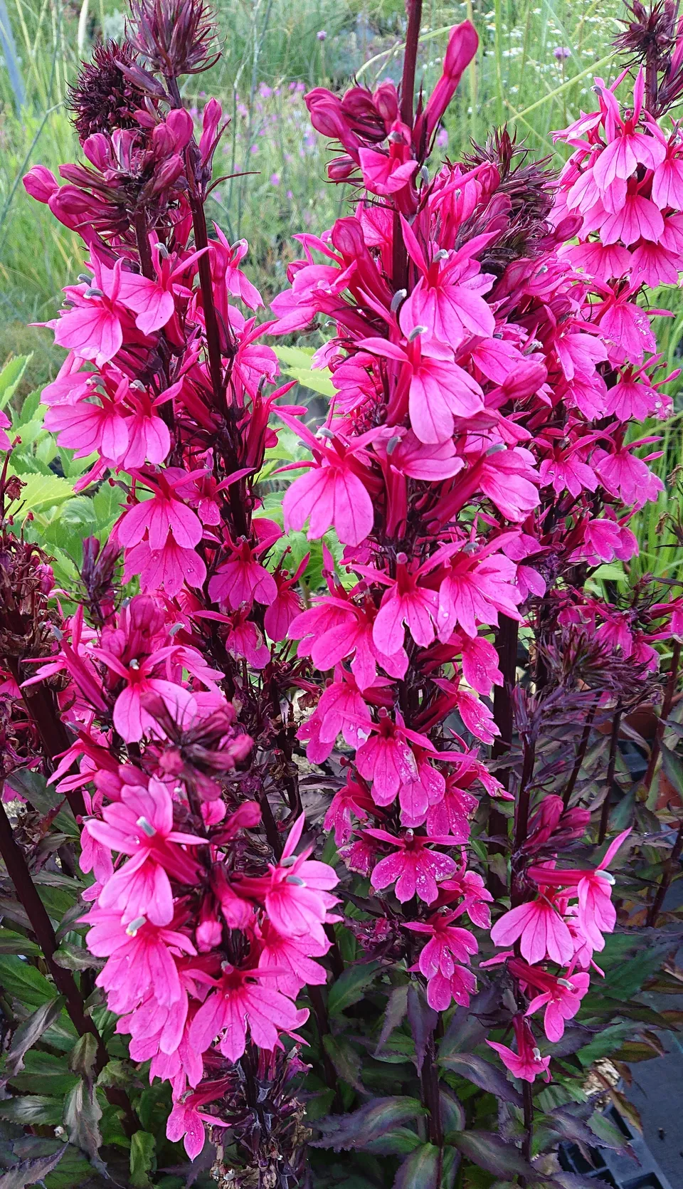 Passion Vivaces LOBELIA Speciosa Fan Rose pot 1 L rose vif
