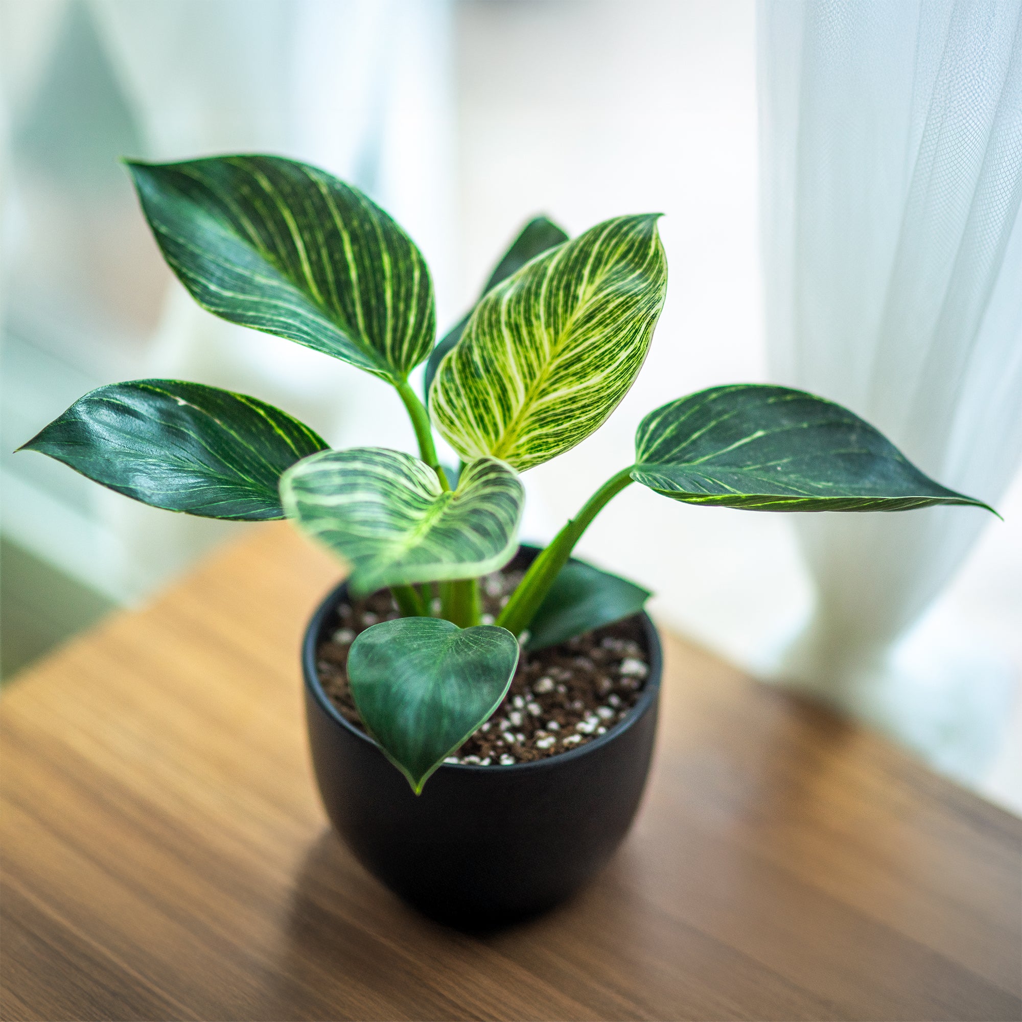 Bakker Philodendron Monstera White Wave verte pot Ø 12 cm