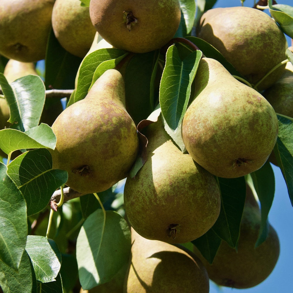 Bakker Fruitiers Abate Fetel poirier poire allongée pot 5L