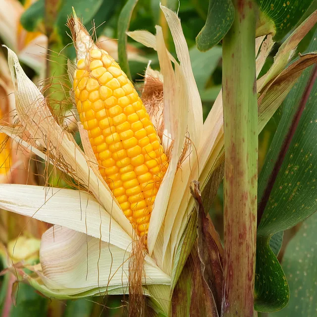 Bakker Maïs Popcorn 3 plants pot Ø 10,5cm soleil