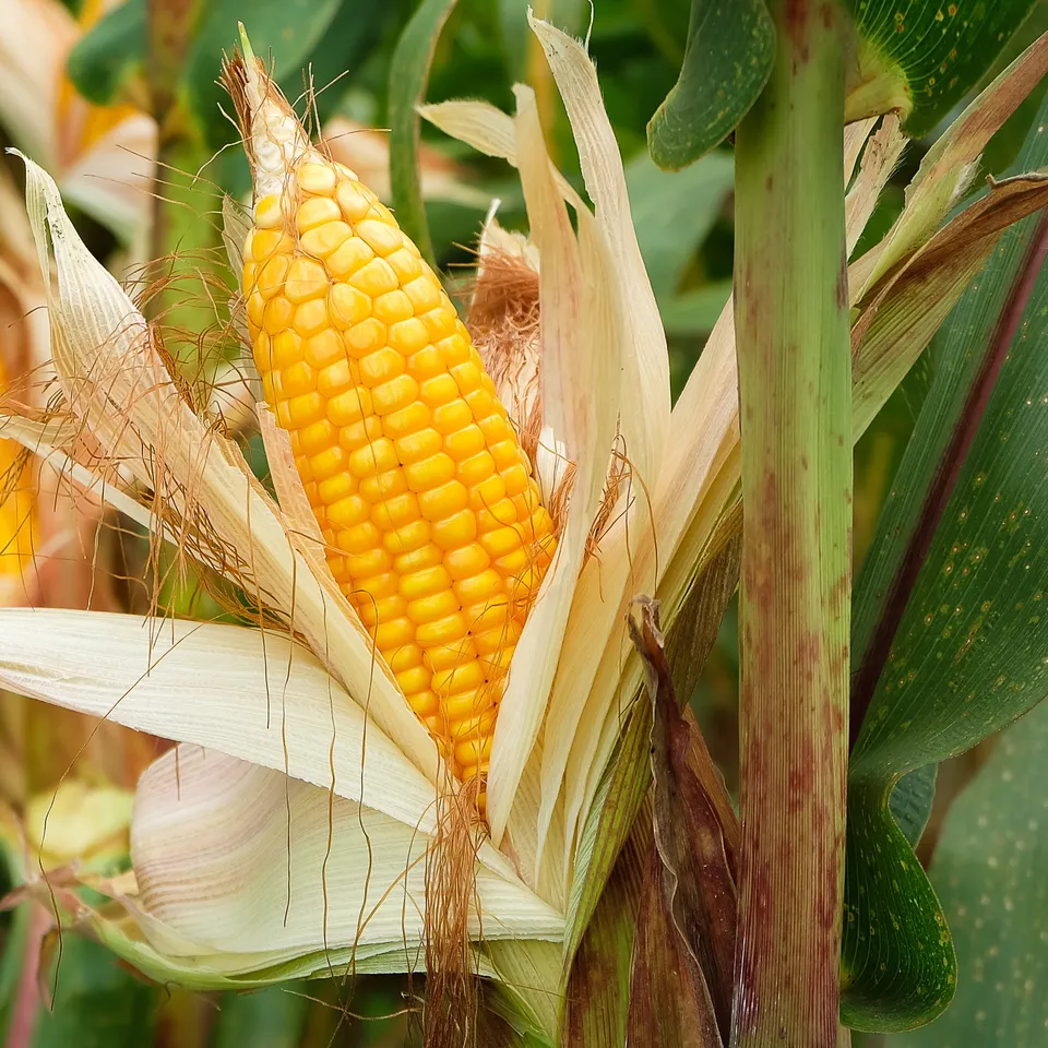 Bakker Maïs Popcorn 3 plants pot Ø 10,5cm soleil