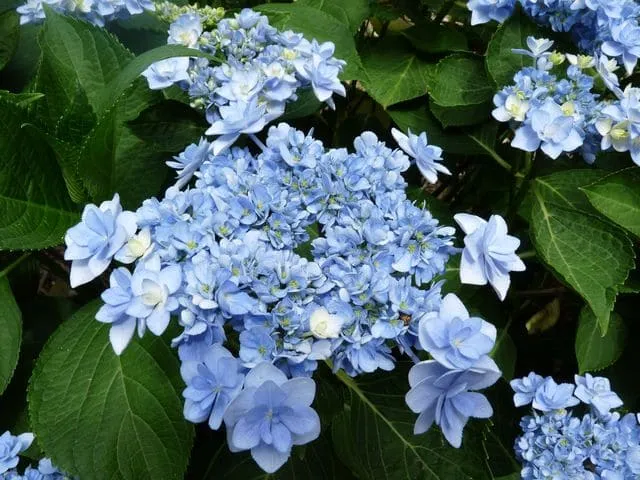 Les Hortensias du Haut Bois You and Me Forever hortensia plat