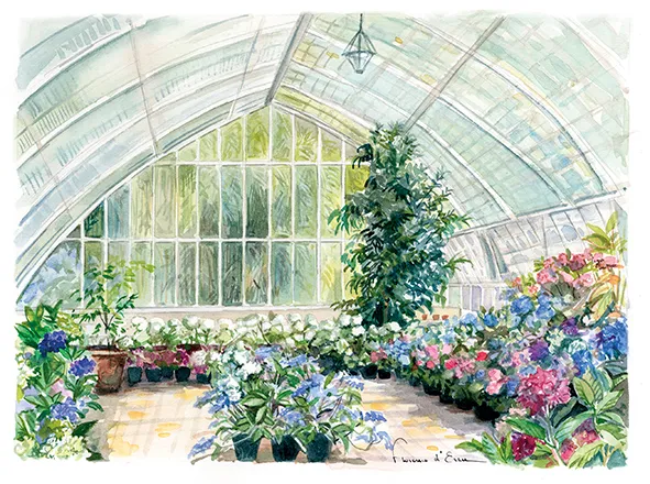 Hortensias du Haut Bois Serre XIXe carte postale A5