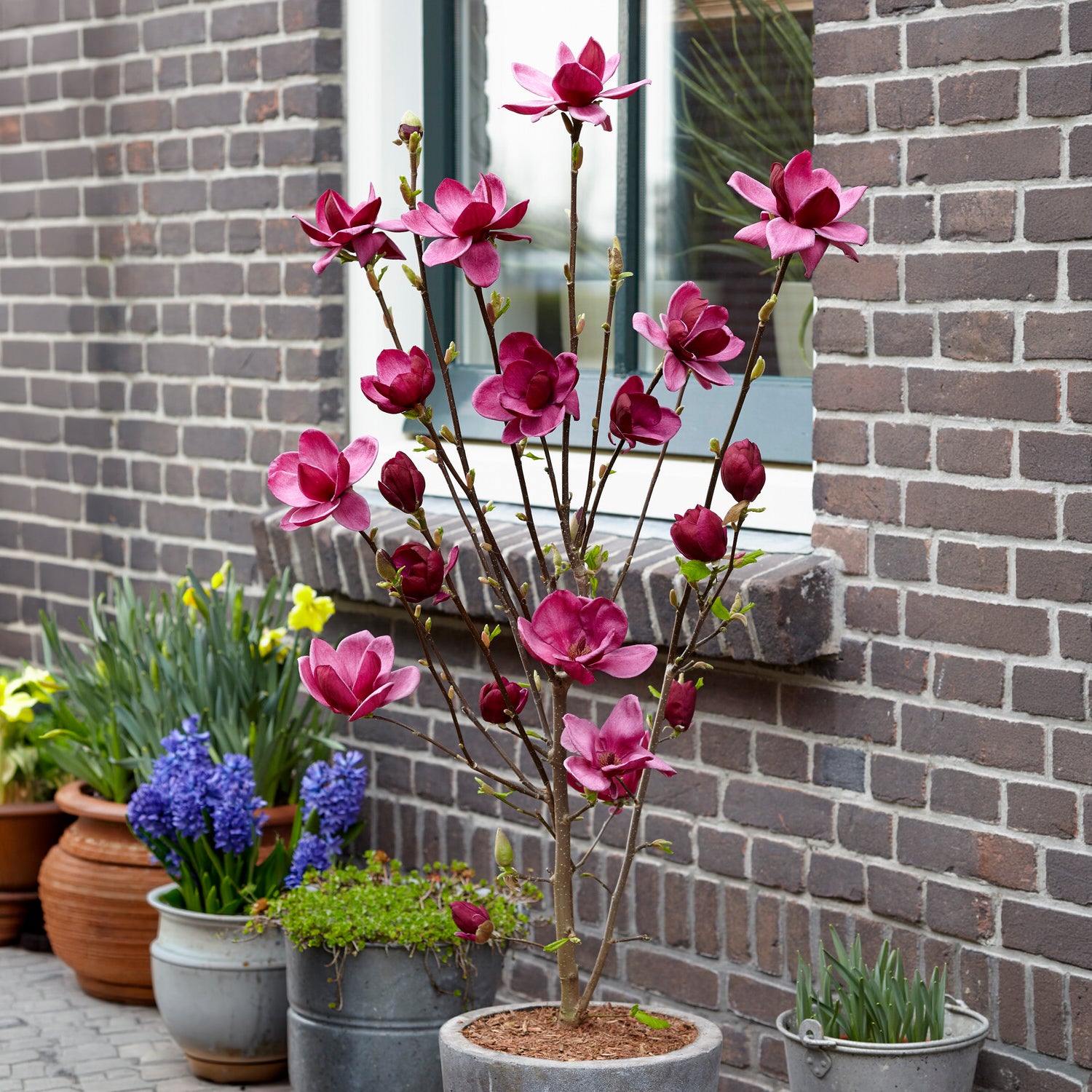Bakker Magnolia Genie arbuste pot 2L fleurs fuchsia parfumées