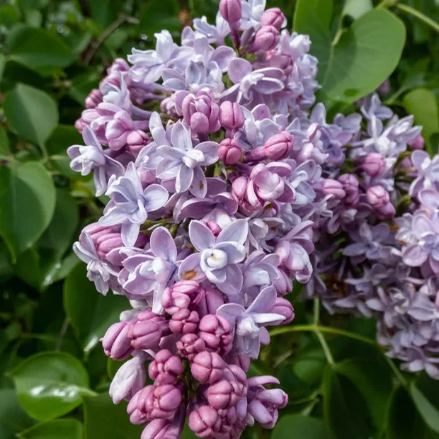 Bakker Lilas double bleu arbuste pot 9cm 10-15cm