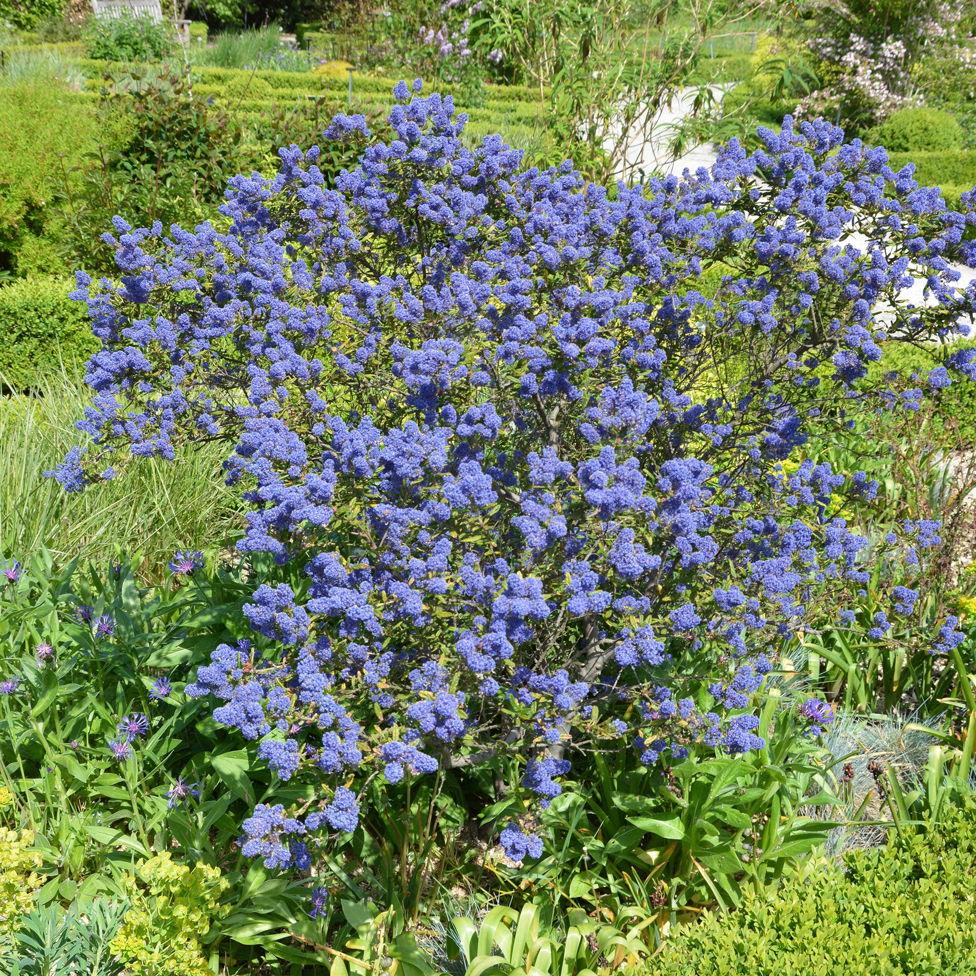 Bakker Céanothe Concha Lilas de Californie Arbuste Bleu Pot 9cm