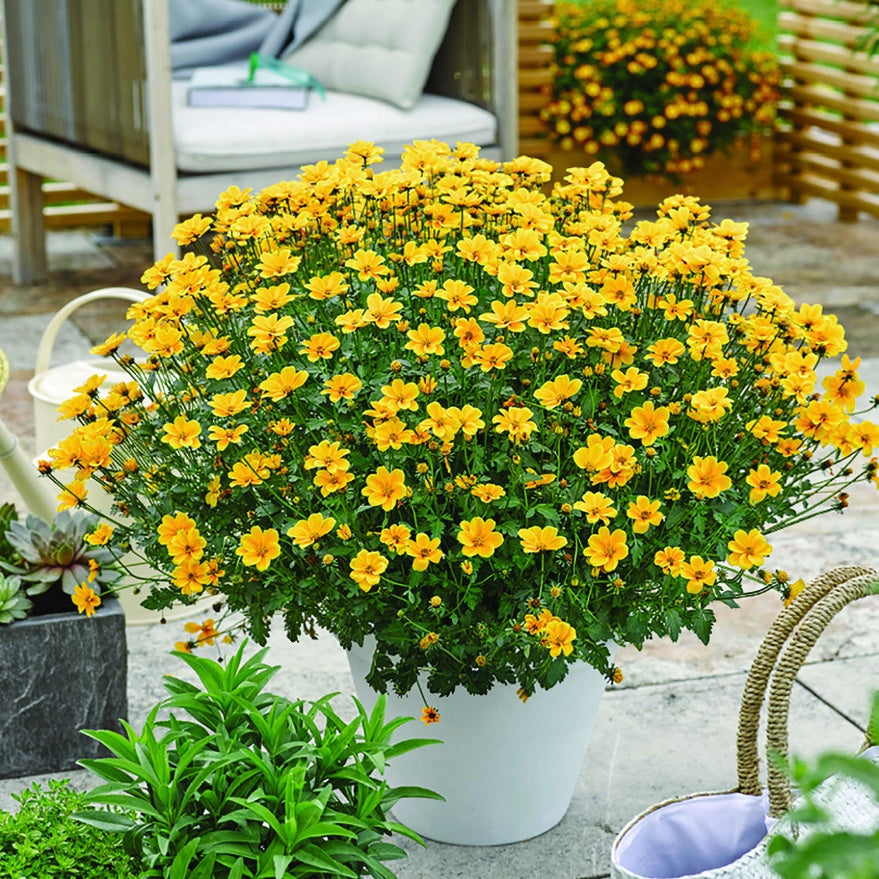 Bakker 3 Bidens férule vivace jaune 3 pots Ø10,5cm