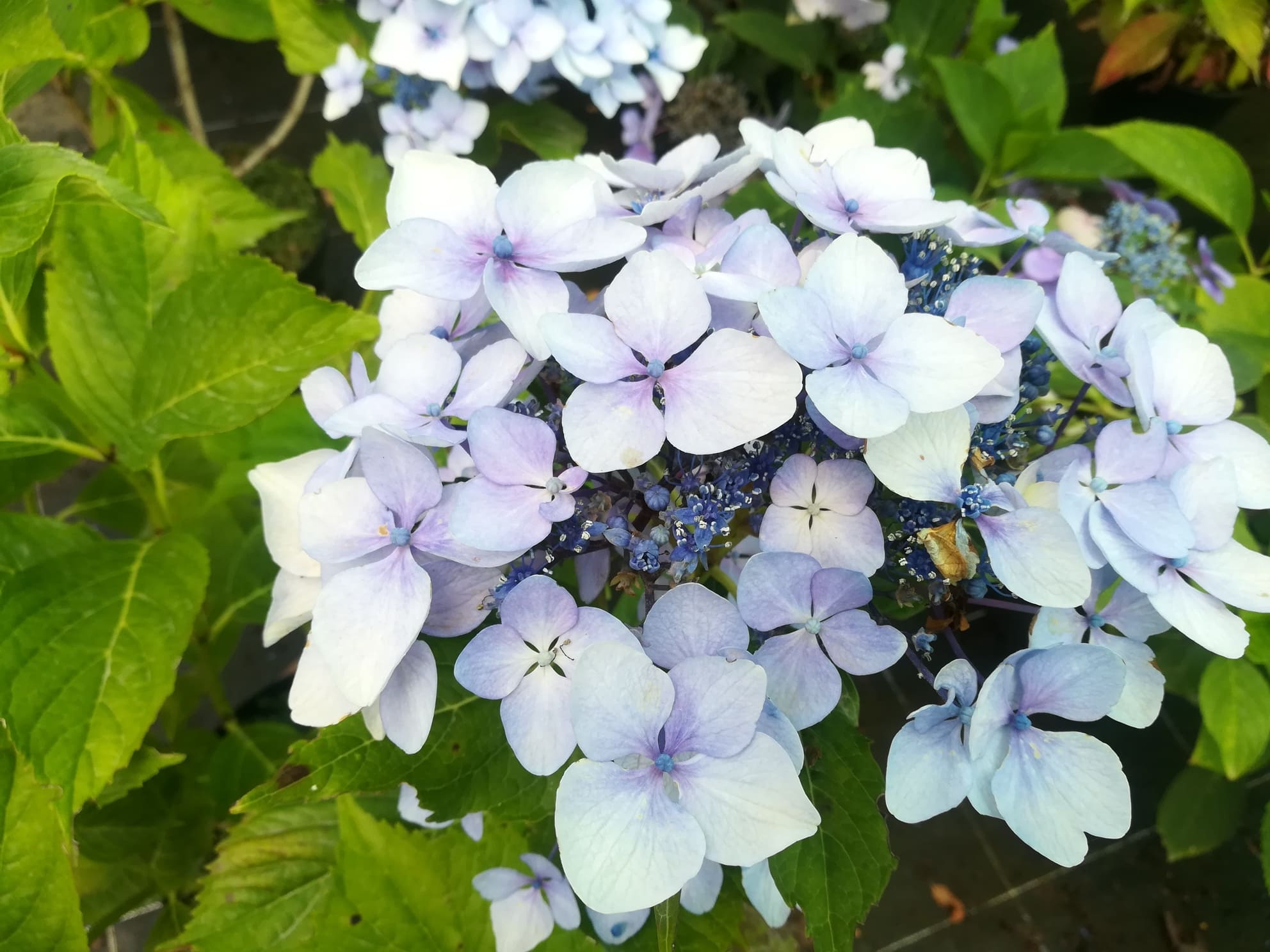 Les Hortensias du Haut Bois Ticino hortensia boule rose