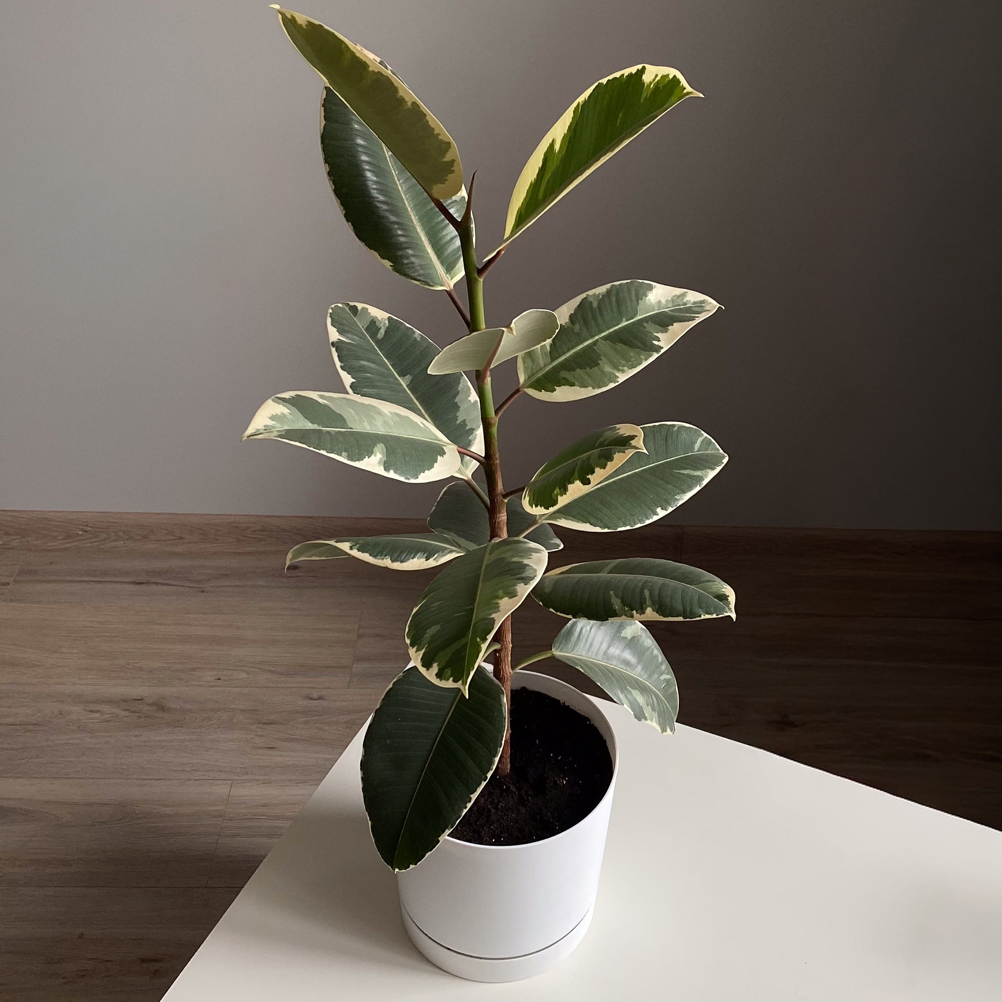 Bakker Ficus Tineke caoutchouc pot 17cm panaché crème