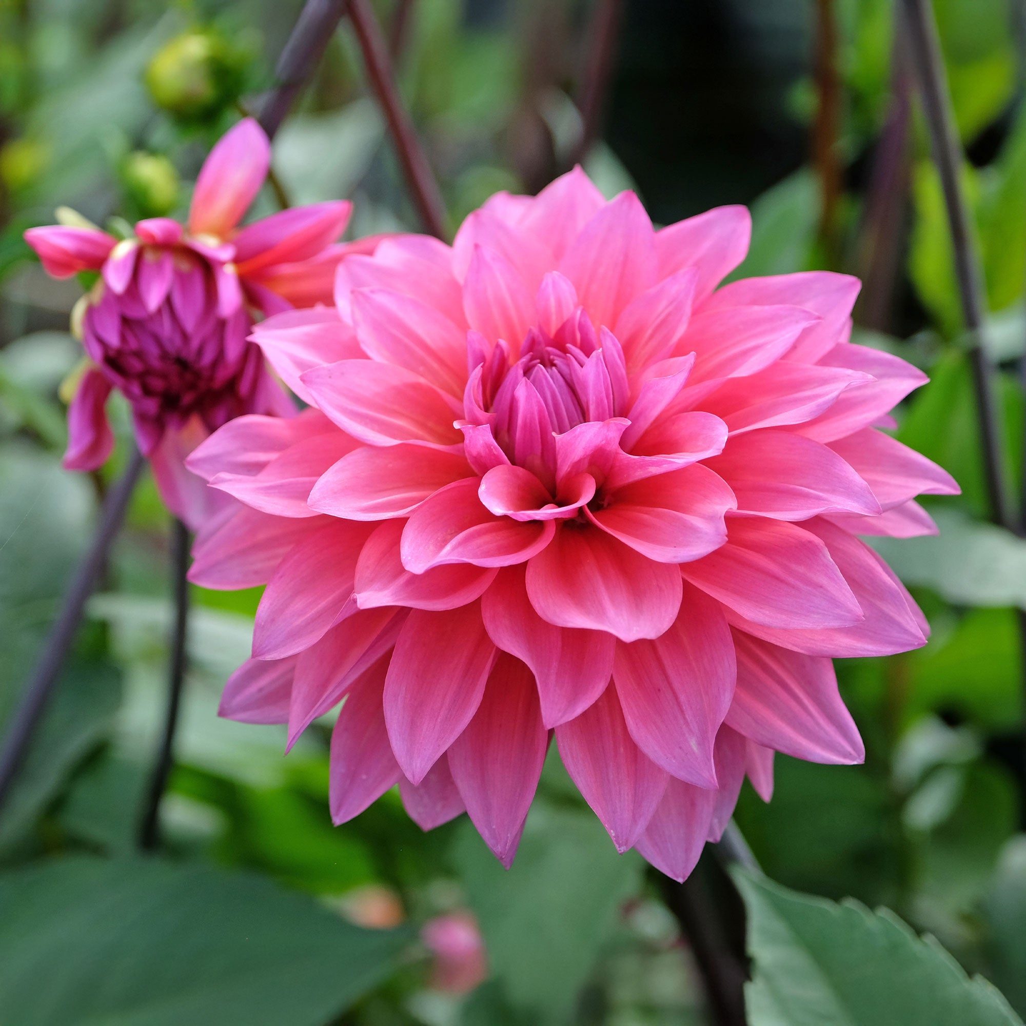 Bakker Dahlia Feline Yvonne bulbe sachet 3 bulbes rose pastel