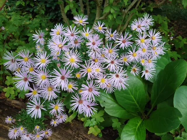 Passion Vivaces Aster dumosus Etoile Bleue plante vivace godet bleu mauve