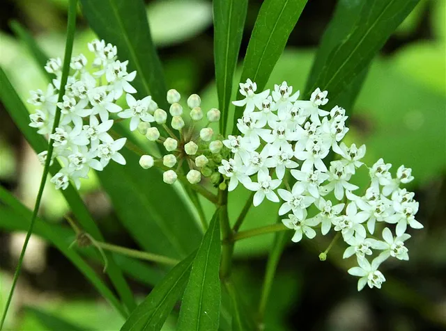 Passion Vivaces Asclepias incarnata Ice Ballet plante godet blanc