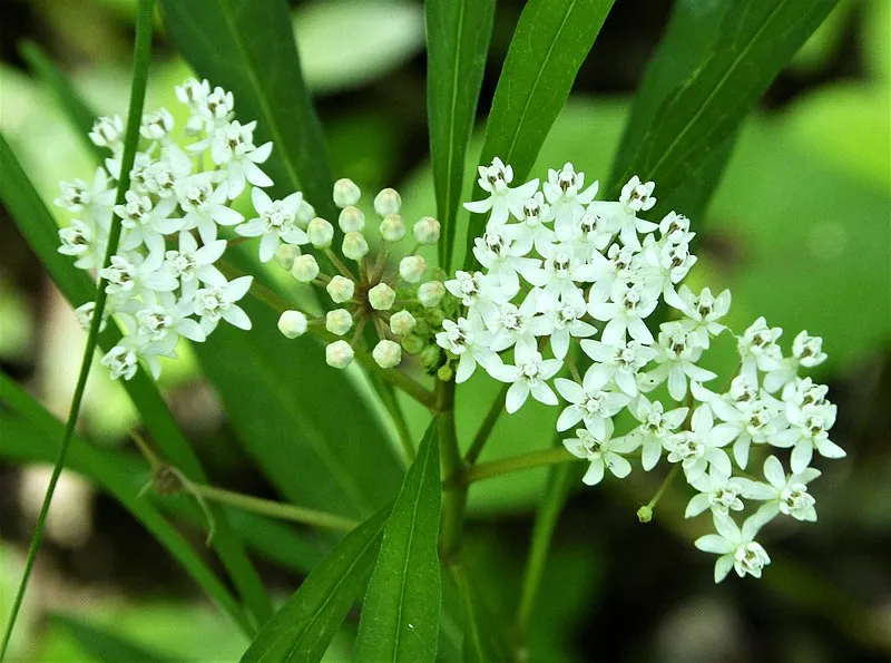 Passion Vivaces Asclepias incarnata Ice Ballet plante godet blanc
