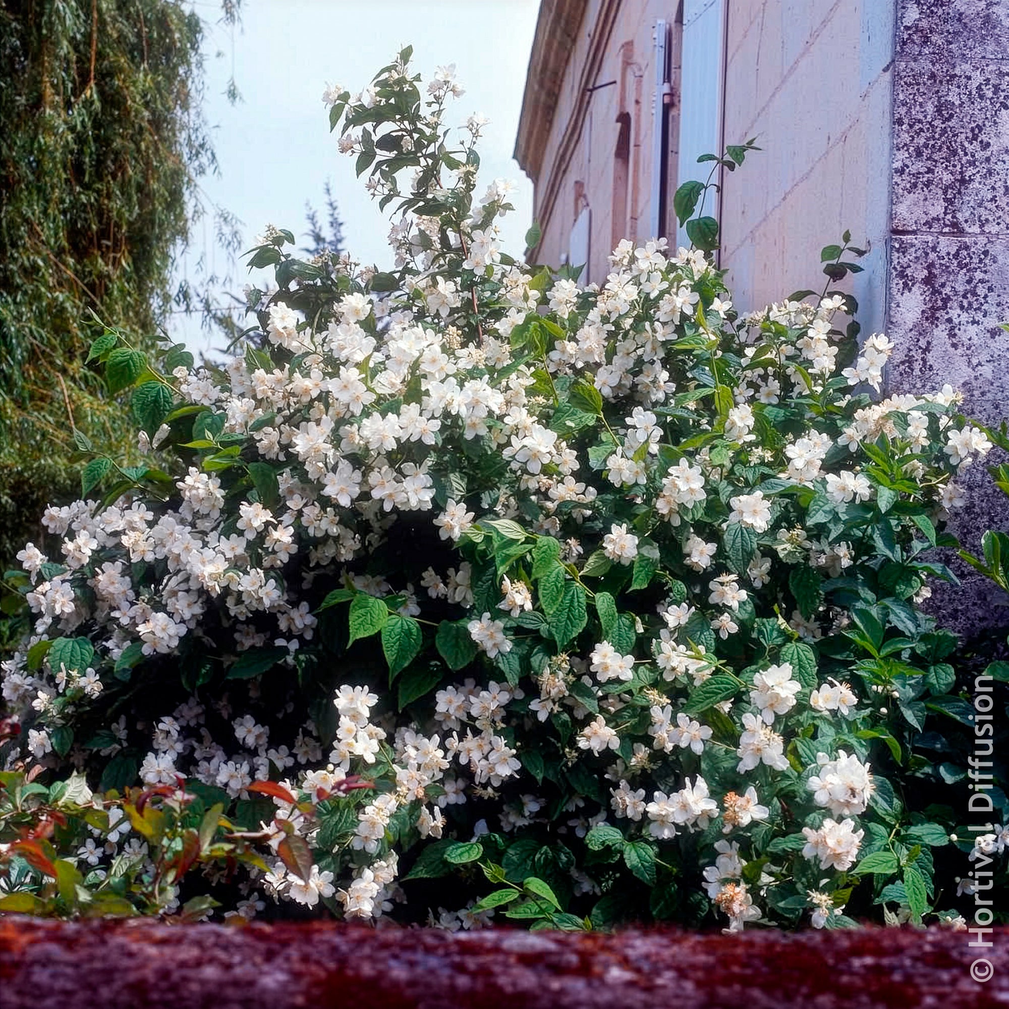 Bakker Arbustes Seringat des jardins pot 4,5L parfumé