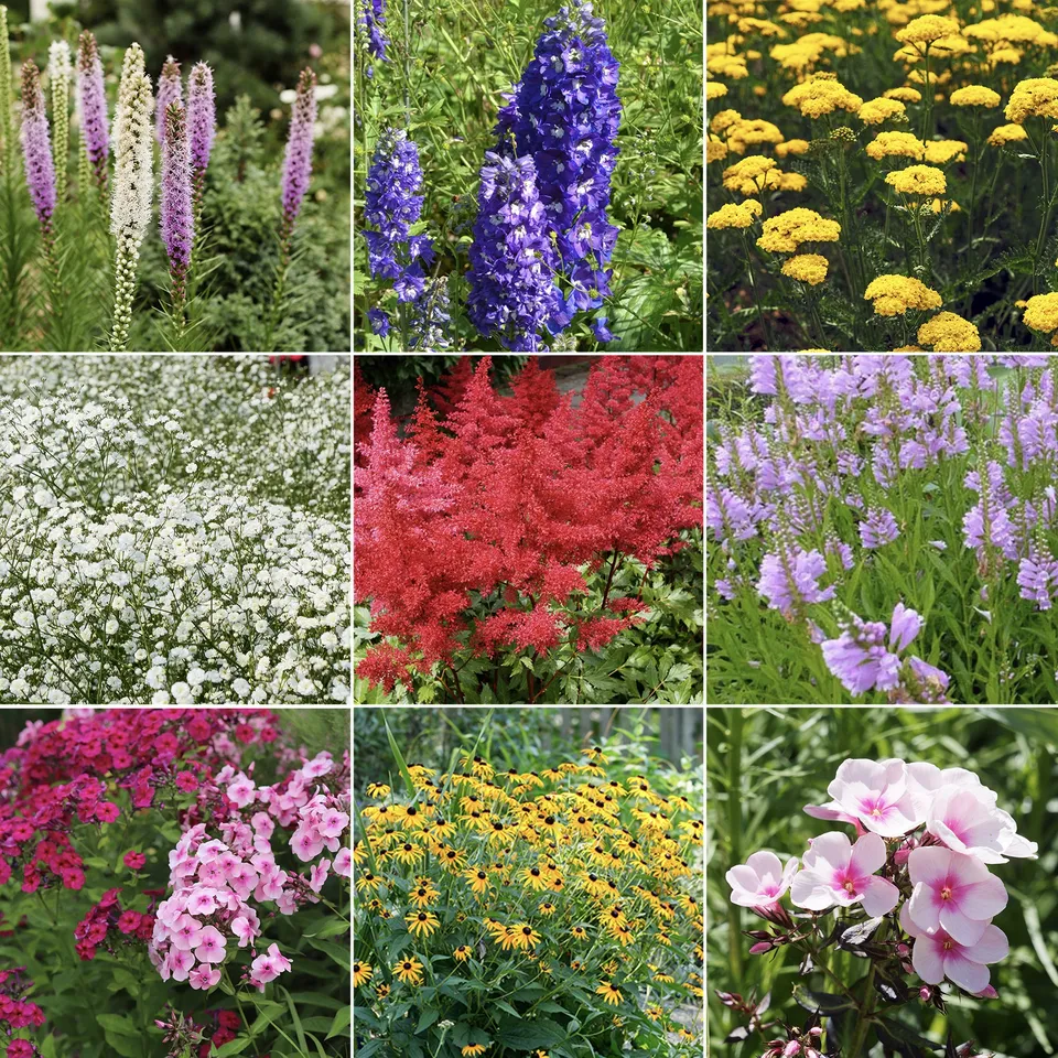 Bakker Plantes d'extérieur Massif 50 vivaces assorties 6m²