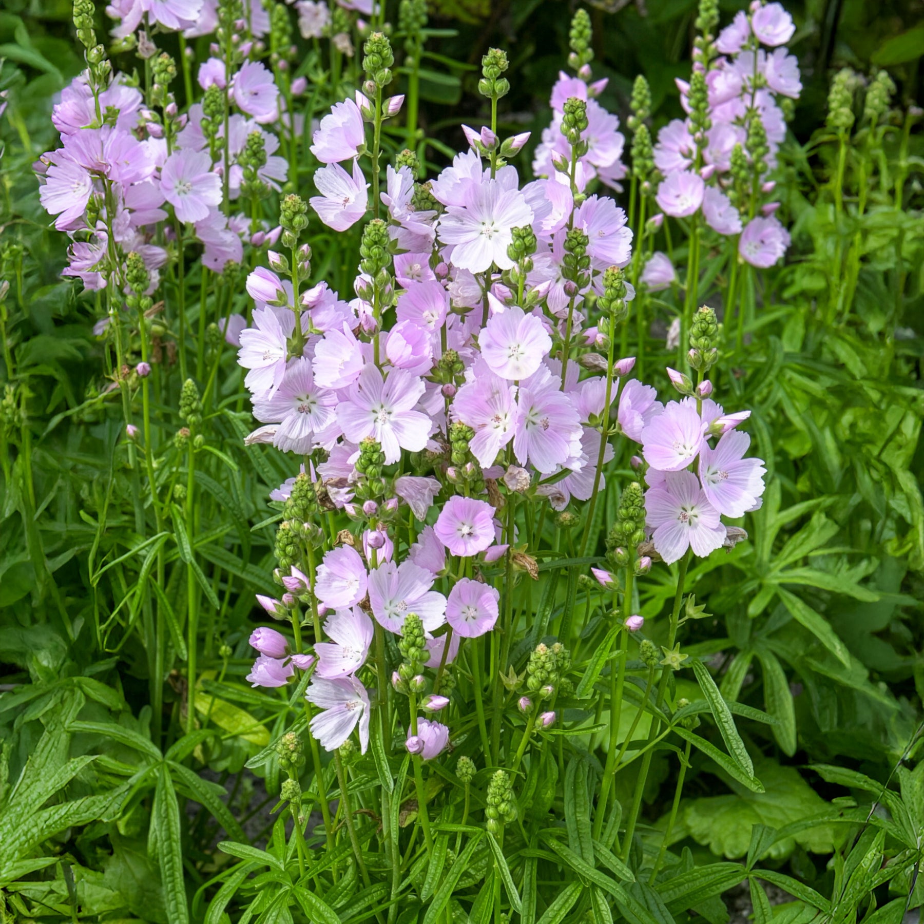Bakker Sidalcea Little Princess vivace pot 9cm fleurs violettes