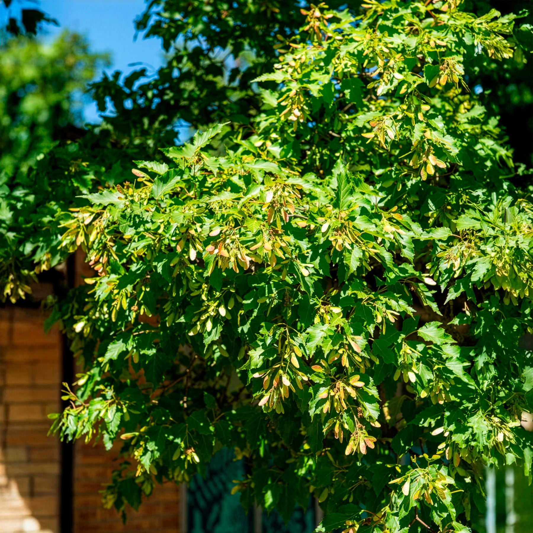 Bakker Érable du fleuve Amour pot 2L 80-100cm rouge automne