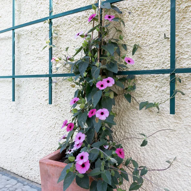Bakker Sunny Susy Rose Sensation œil de Suzanne pot 10,5cm