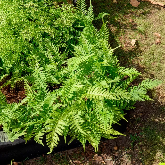 Bakker Polypode commun fougère persistante pot Ø 9 cm