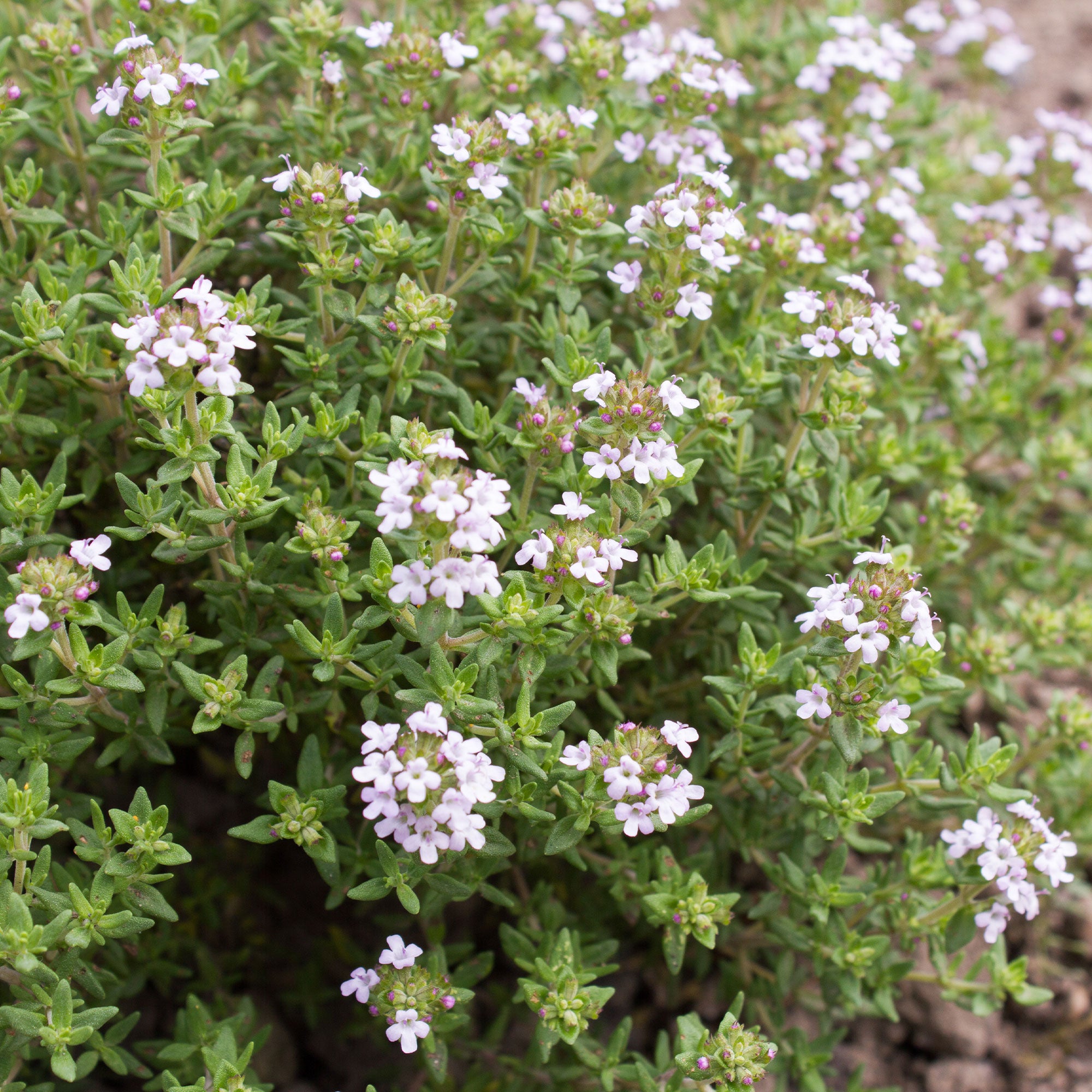 Bakker Potager Thym commun plant Ø 13cm aromatique persistant