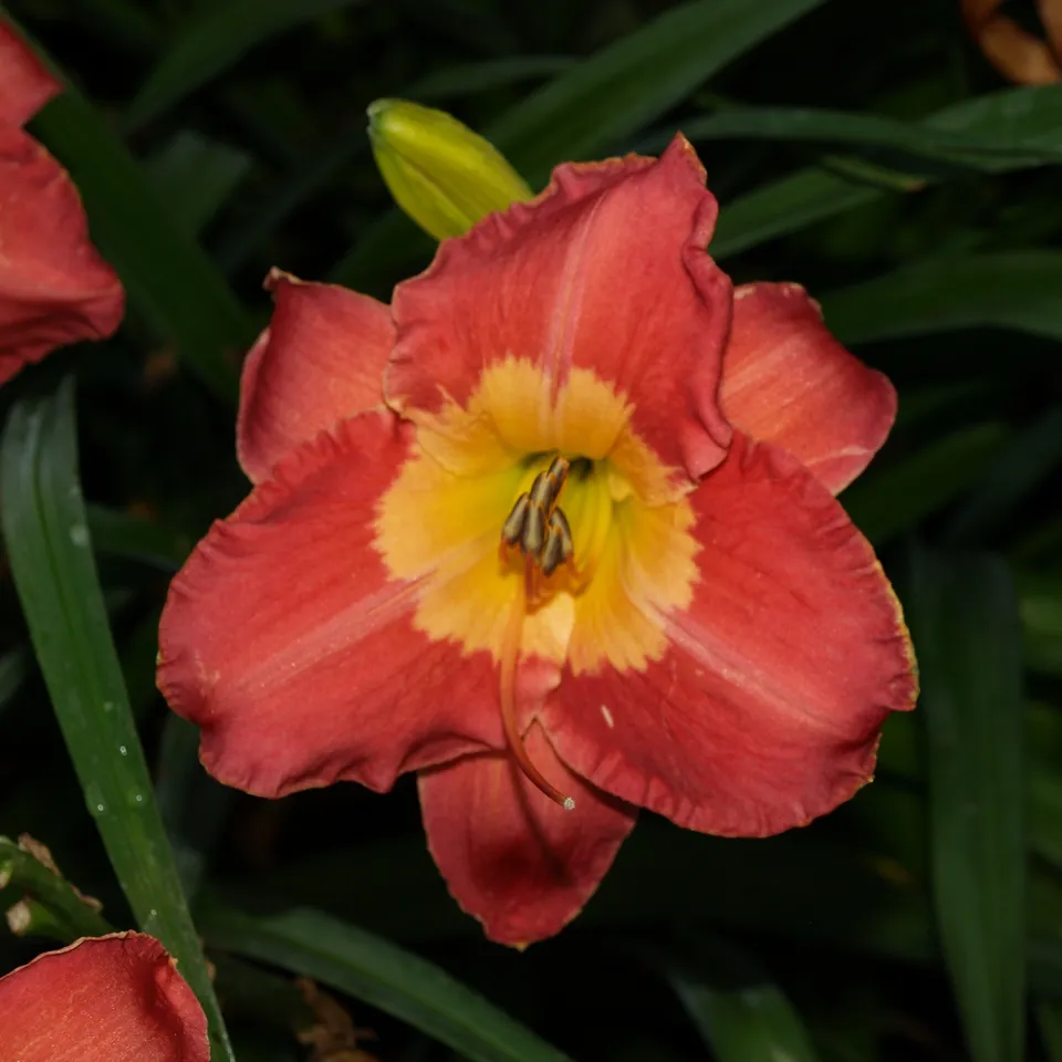 Passion Vivaces Hemerocallis La Charmante hémérocalle rose pot 1L