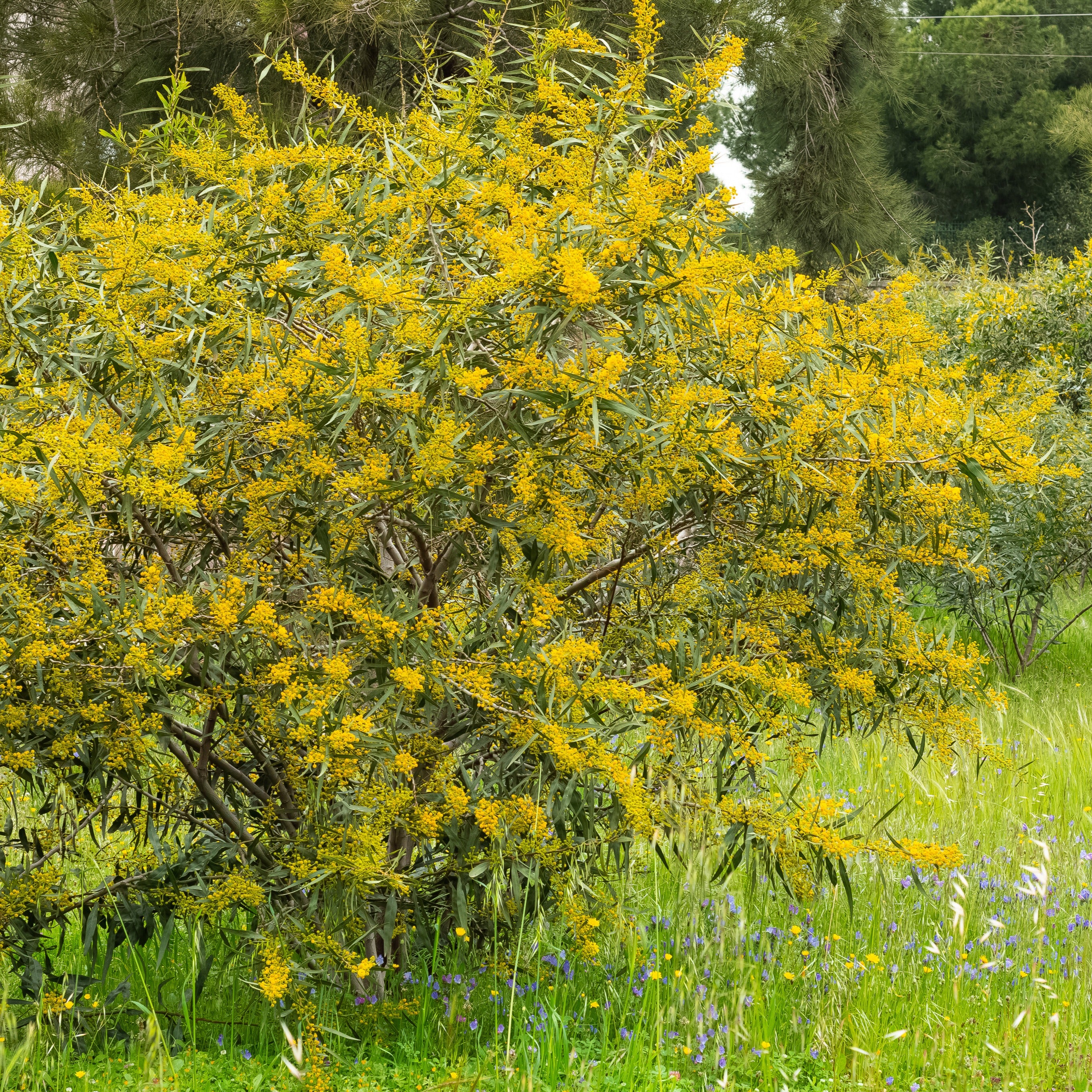 Bakker Mimosa des 4 saisons pot Ø9cm fleurs jaunes