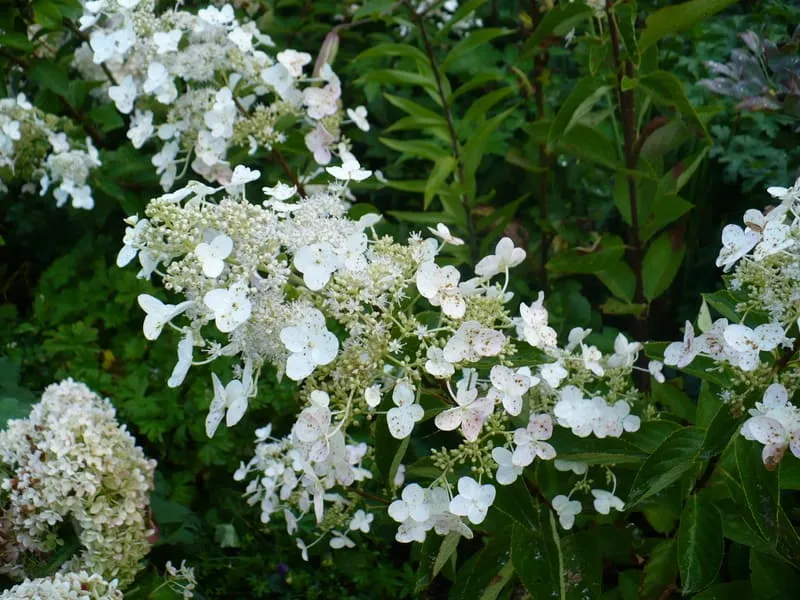 Les Hortensias du Haut Bois Hydrangea paniculata Peewee hortensia nain