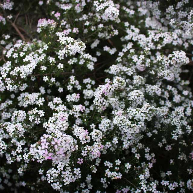 Bakker Diosma Plante du Pêcheur arbuste pot 9cm persistant