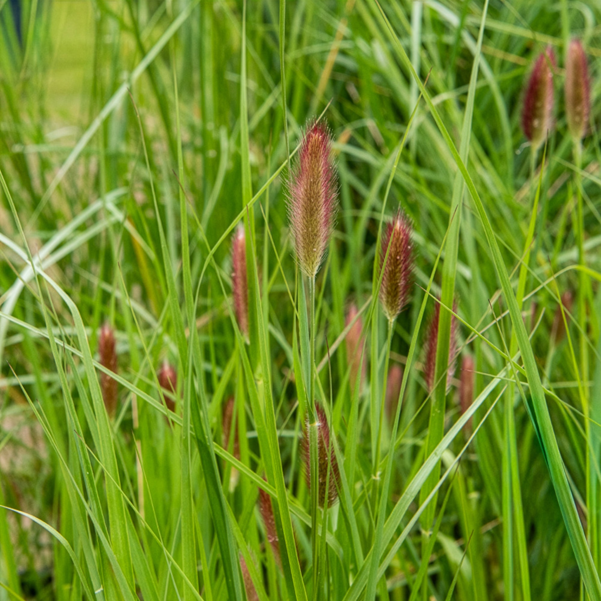 Bakker Herbe aux écouvillons Red Buttons graminée pot 8cm