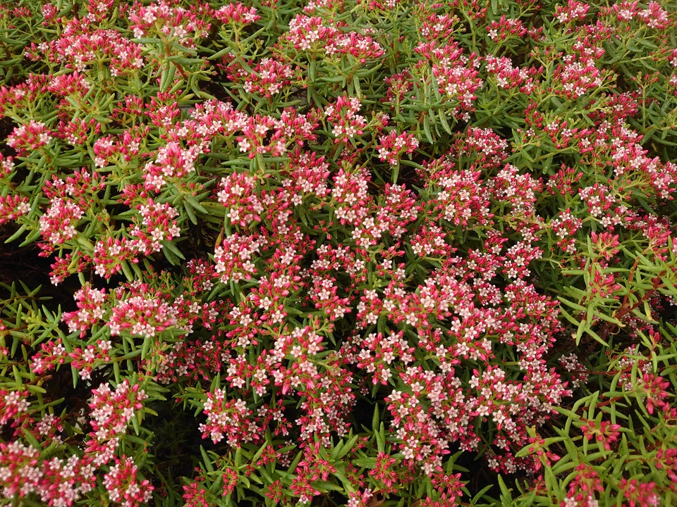 Passion Vivaces Crassula sarcocaulis succulente pot 1L fleur rose