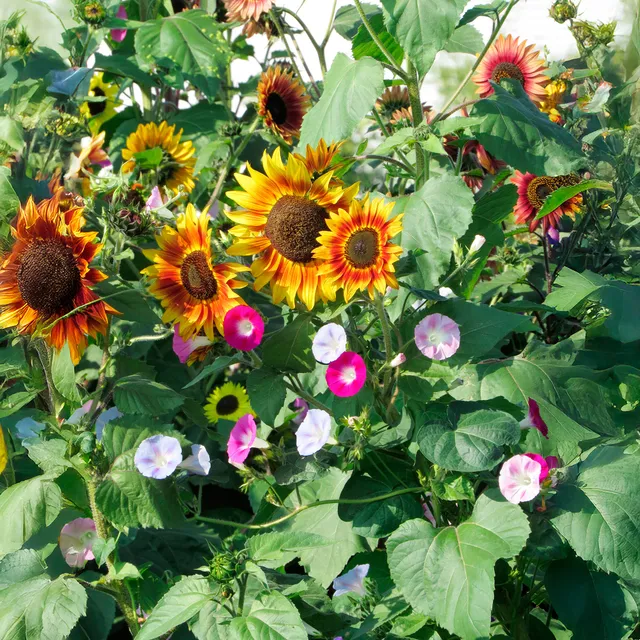 Bakker Soleil et belles grimpantes graines sachet 20g mélange