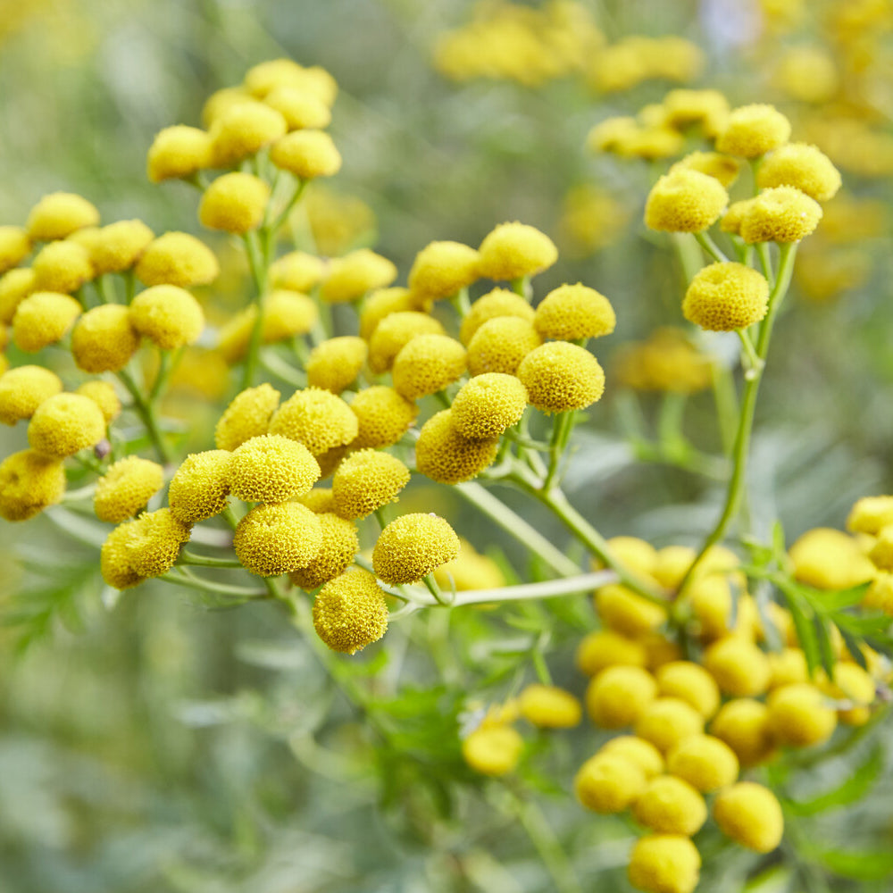 Bakker Plantes vivaces Tanaisie commune plante vivace pot 9cm fleurs jaunes