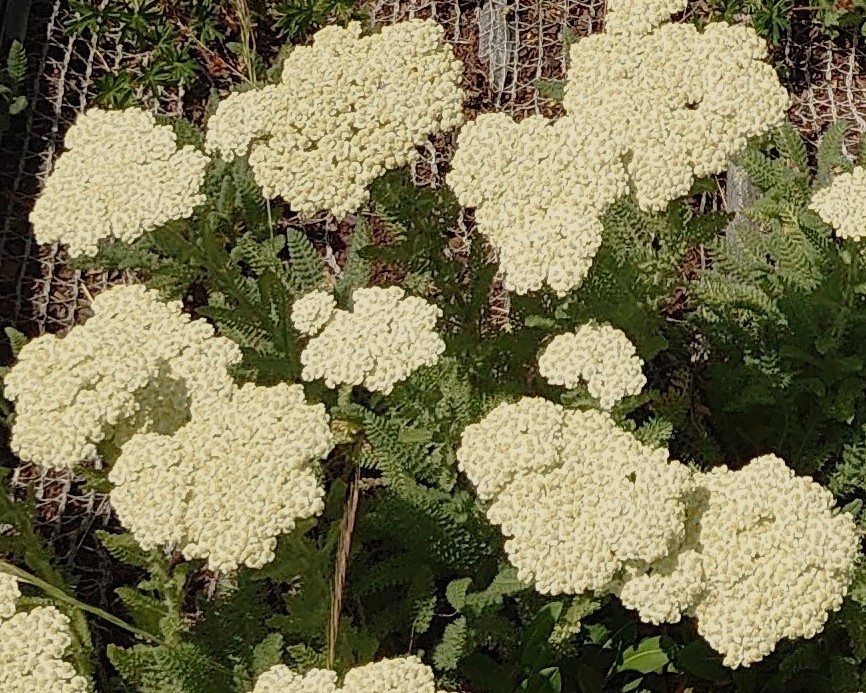 Passion Vivaces Achillea nobilis achillée plante vivace soleil