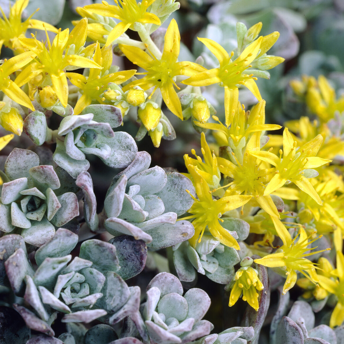 Bakker Plantes vivaces Sedum Purpureum orpin pot 9cm sec