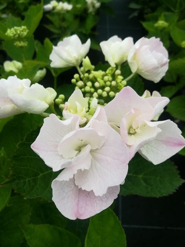 Les Hortensias du Haut Bois Hobella hortensia plat blanc