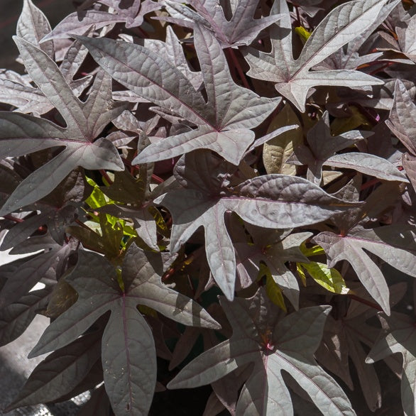 Bakker Ipomées Sweet Caroline Purple plante 3 pots 10.5cm